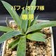 草夫人